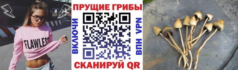 Галлюциногенные грибы Cubensis  Кунгур 